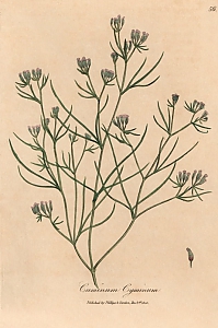 cuminum cyminum
