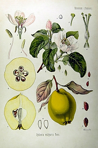 cydonia oblonga