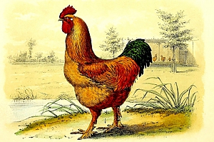 gallus domensticus
