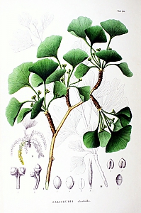 ginkgo biloba