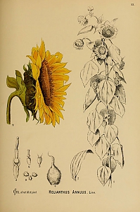 helianthus annuus