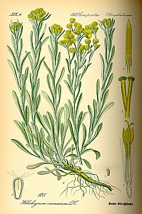 helichrysum italicum