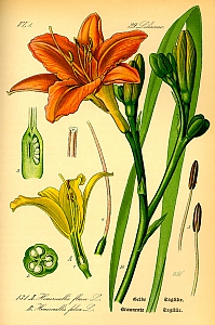 hemerocallis fulva