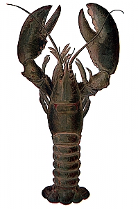 homarus americanus
