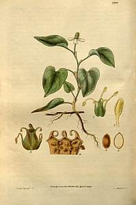 houttuynia cordata