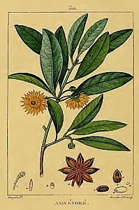 illicum verum