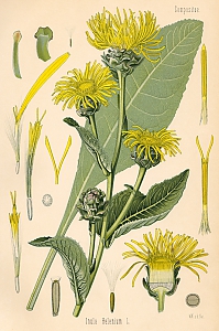 inula helenium