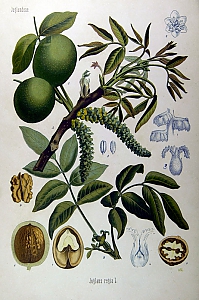 juglans regia
