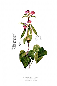lablab purpureus