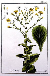 lactuca sativa