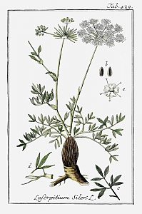 Bergkümmel