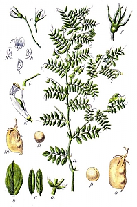 lens culinaris