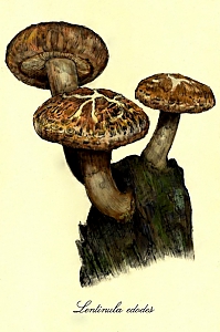 lentinula edodes