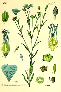 linum usitatissimum