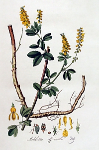 melilotus officinalis