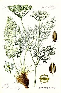 meum anthamanticum