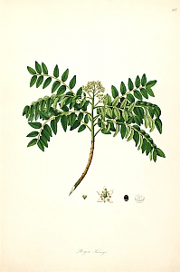 murraya koenigii