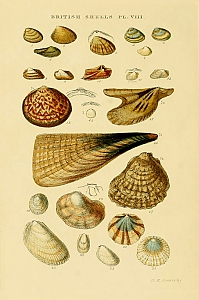 Muscheln
