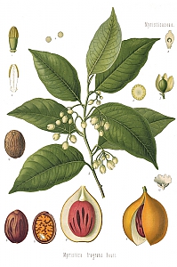 myristica fragans