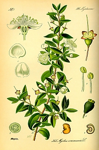 myrtus communis