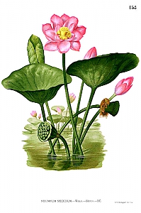 nelumbium nucifera
