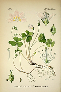 oxalis acetosella
