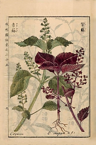 perilla frutescens