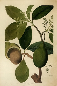 persea americana