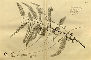 emblica officinalis