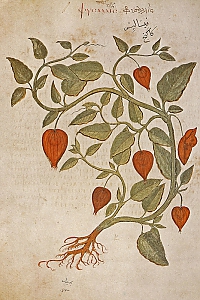 physalis philadelphica