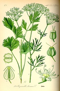 pimpinella anisum