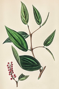 piper cubeba