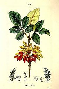 pistacia vera