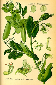pisum sativum