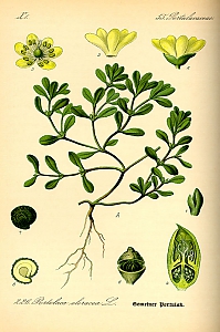portulaca oleracea