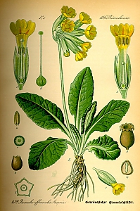 primula veris