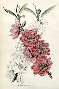 prunus amygdalus