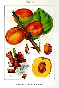 prunus armeniaca