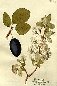 prunus domestica