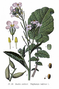 raphanus stativus