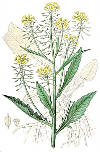 rorippa amphibia