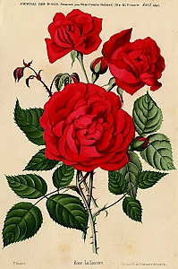 rosa