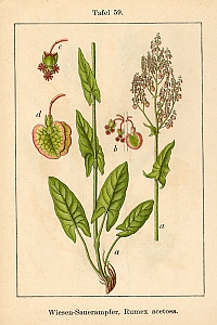 rumex acetosa