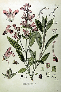 salvia officinalis