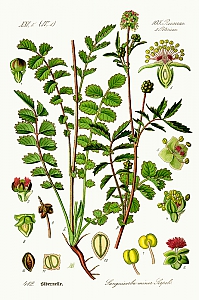 sanguisorba minor