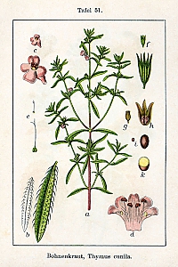 satureja hortensis