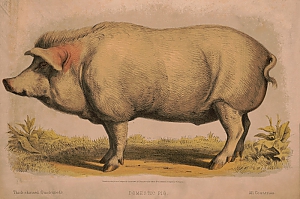 sus scrofa domesticus