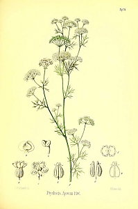 trachyspermum ammi