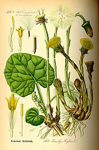 tussilago farfara