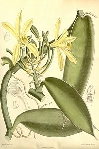 vanilla planifolia